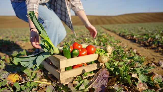 SLO MO Closeup of Woman Farmer Picking Up Wooden Crate Full of Harvested Fresh Vegetables on Farm