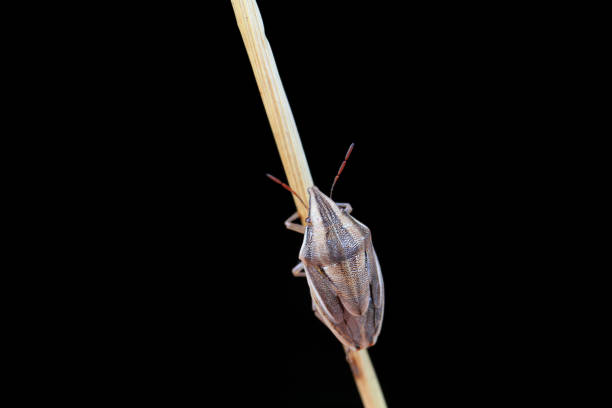 Hemiptera bugs in the wild, North China
