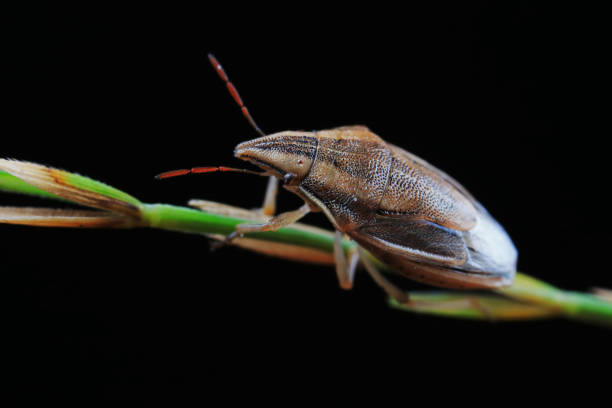 istock Hemiptera bugs in the wild, North China 2023742563