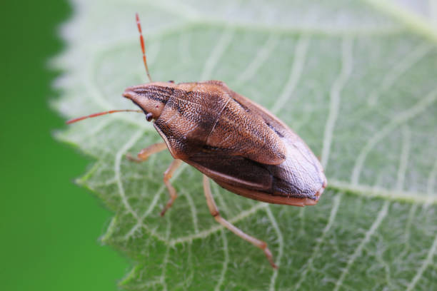 istock Hemiptera bugs in the wild, North China 2023743075