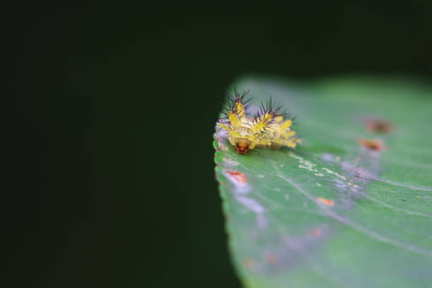 Lepidoptera larvae in the wild, North China
