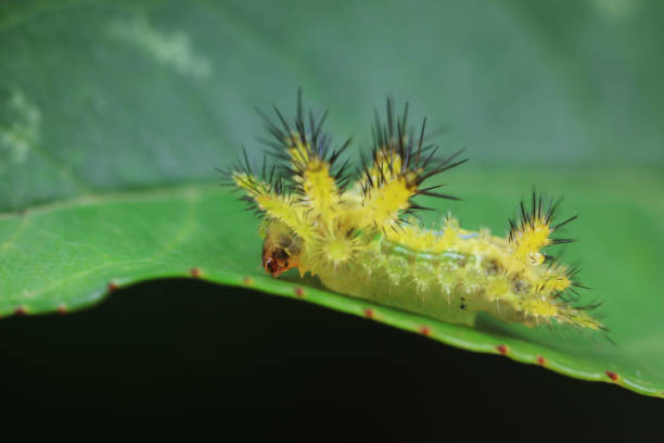 istock Lepidoptera larvae in the wild, North China 2023746740