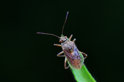 Hemiptera bugs in the wild, North China