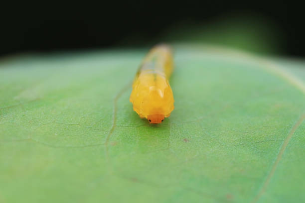 Leaf bee larvae on wild plants, North China