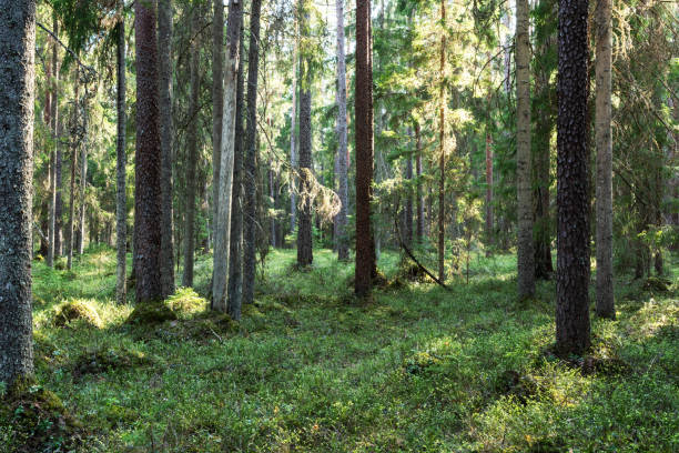 istock A calm late spring evening in an old mixed boreal forest in rural Estonia 2023751934