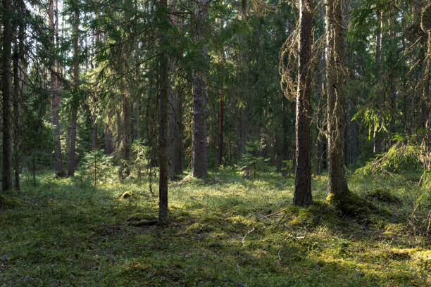 istock A calm late spring evening in an old mixed boreal forest in rural Estonia 2023754293