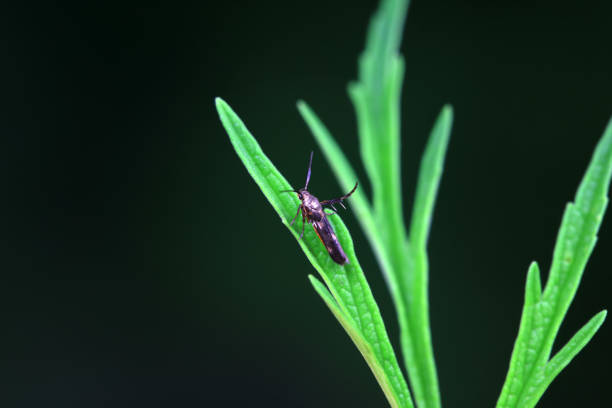 Lepidoptera insects in the wild, North China
