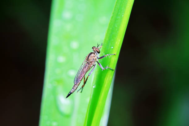istock Insectivorous Gadfly in the wild, North China 2023761749