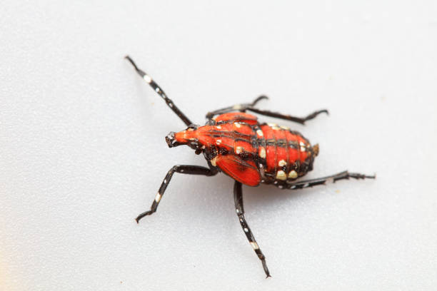 Soldier bug