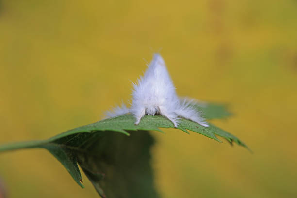 Lepidoptera insects in the wild, North China