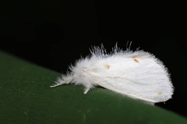 istock Lepidoptera insects in the wild, North China 2023763824
