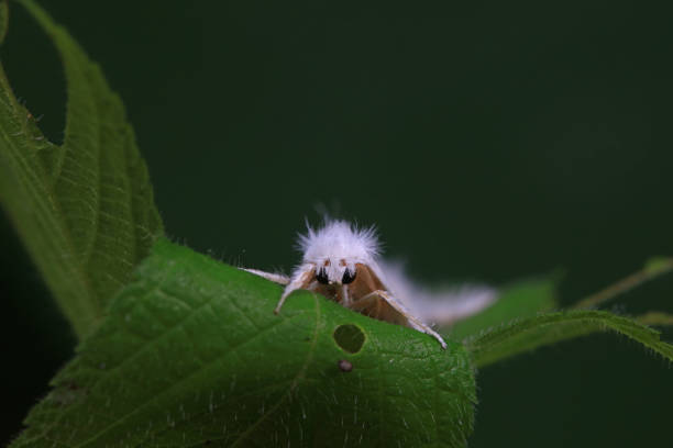 Lepidoptera insects in the wild, North China