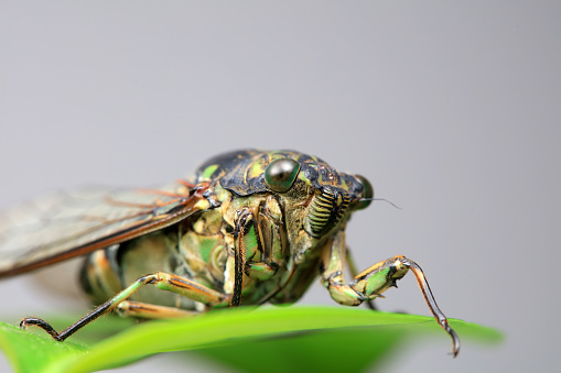 Leaf cicada on wild plants, North China