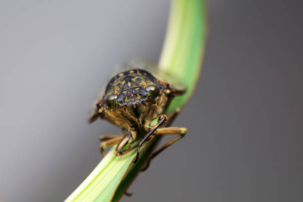 Leaf cicada on wild plants, North China
