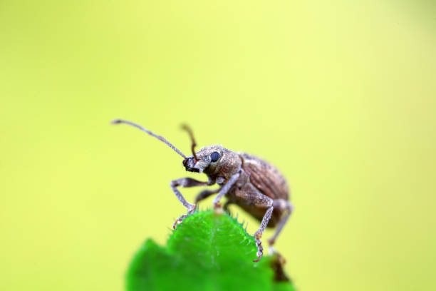 Weevil on wild plants, North China