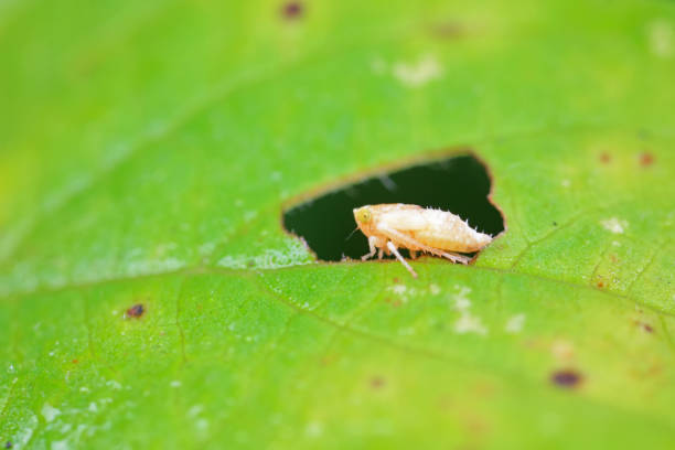 istock Leaf cicada on wild plants, North China 2023770165