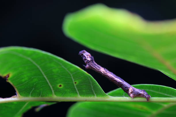 Lepidoptera larva inchworm in the wild, North China