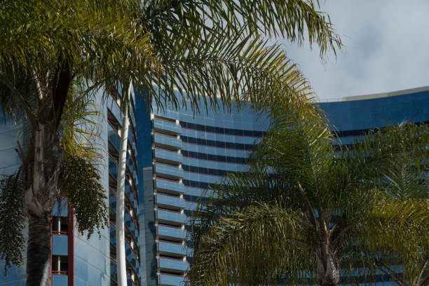Palm trees in front of a modern glass building on Embarcadero, San Diego