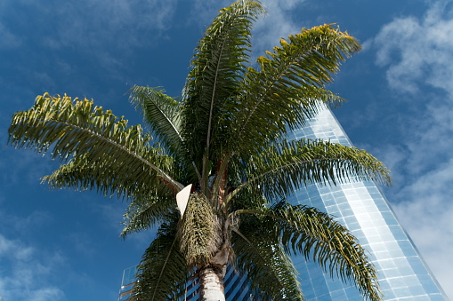 Palm trees in front of a modern glass building on Embarcadero, San Diego