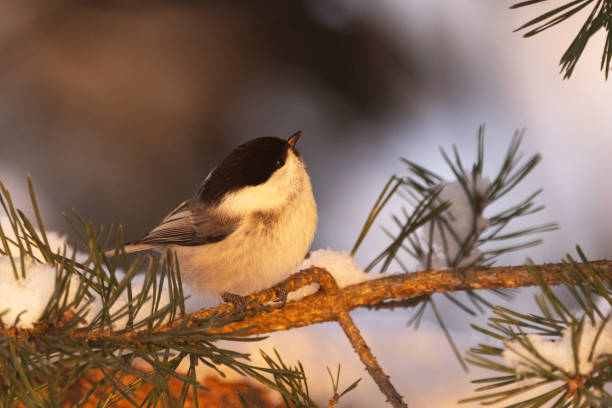 istock A small Willow tit perched on a Pine branch and looking up during a beautiful sunset on a winter evening in Estonia 2023795474