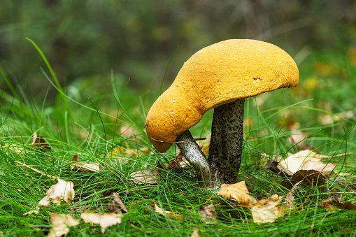 Two Dark-stalked bolete mushroom fruiting bodies grown together in a boreal forest in Estonia, Northern Europe