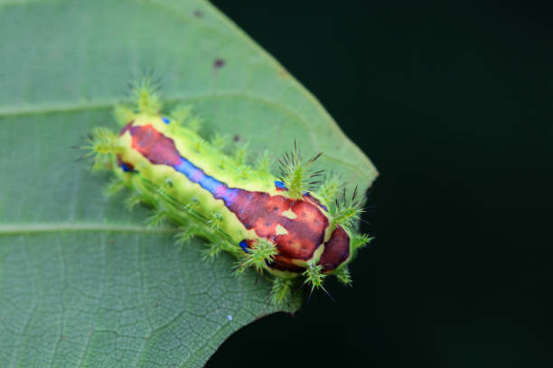 istock Lepidoptera larvae in the wild, North China 2023808297