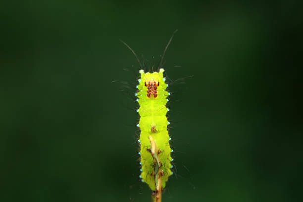 worm