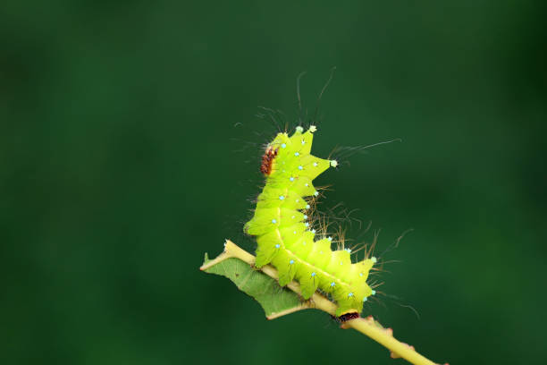 istock Lepidoptera larvae in the wild, North China 2023808320