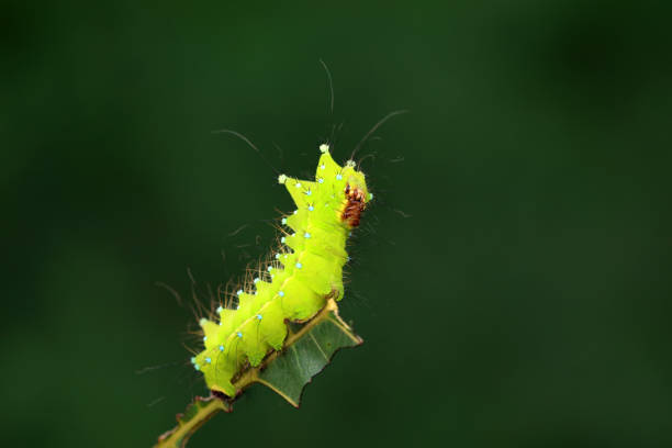 Caterpillar crawling on spiral vine - animal behavior.
