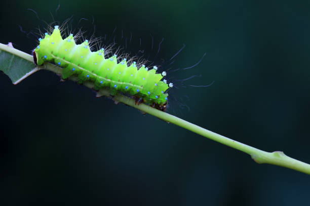 istock Lepidoptera larvae in the wild, North China 2023808821