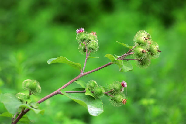 istock Wild burdock flower, a wild plant, North China 2023813427