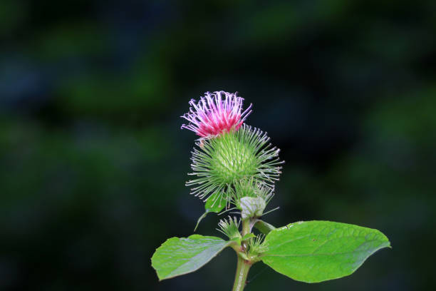 Wild burdock flower, a wild plant, North China