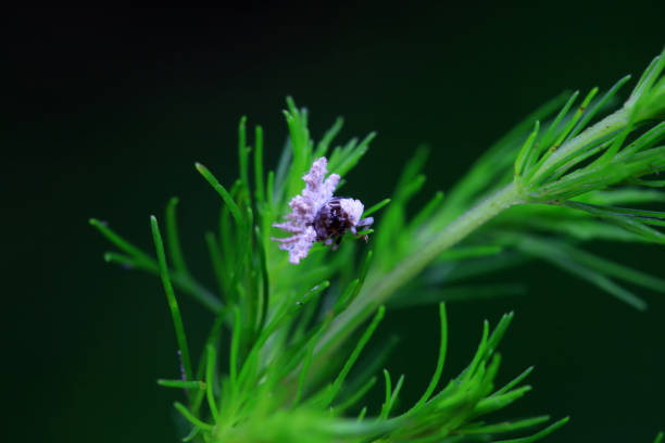 Hemiptera wax Cicadellidae insects on wild plants, North China