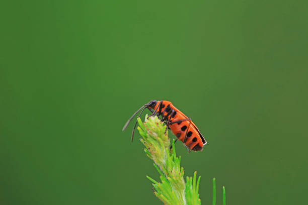 Hemiptera bugs in the wild, North China