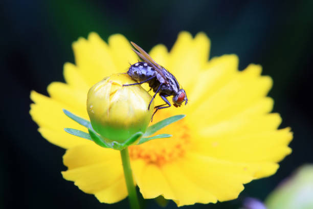 Flies on wild plants, North China