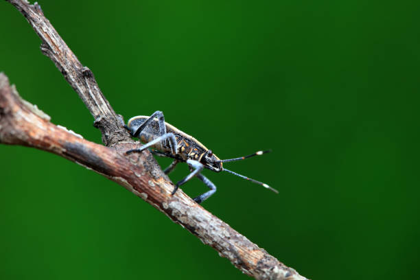 Hemiptera bugs in the wild, North China