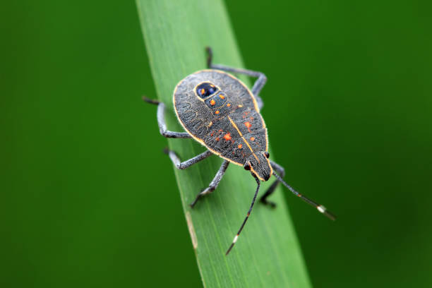 istock Hemiptera bugs in the wild, North China 2023827905