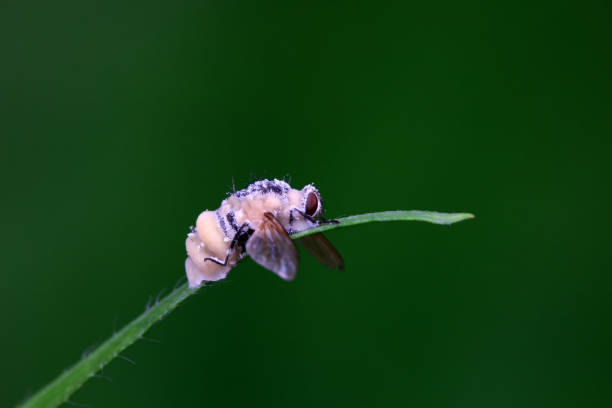 Flies on wild plants, North China