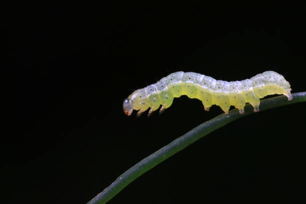istock Lepidoptera larvae in the wild, North China 2023828041