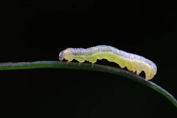 istock Lepidoptera larvae in the wild, North China 2023828046