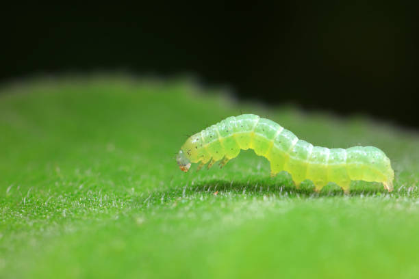 istock Lepidoptera larvae in the wild, North China 2023828059