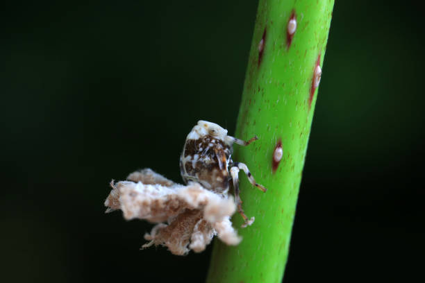 istock Hemiptera wax Cicadellidae insects on wild plants, North China 2023828113