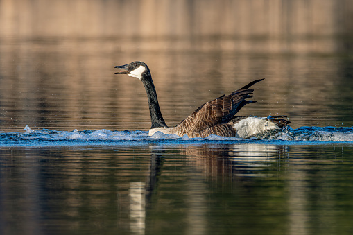 Canada Goose honking after splash landing in water with blurred brown background