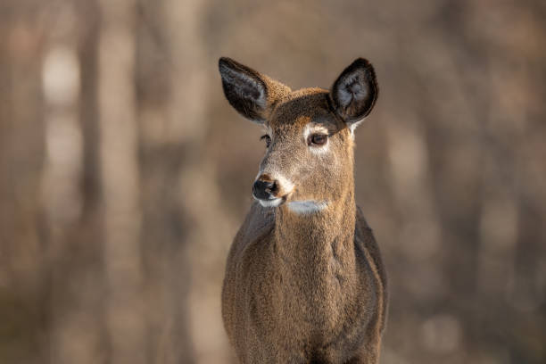 istock White-tailed Deer close-up with blurred brown background 2023828157