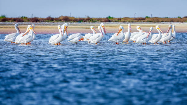 istock Pod of pelicans 2023828251