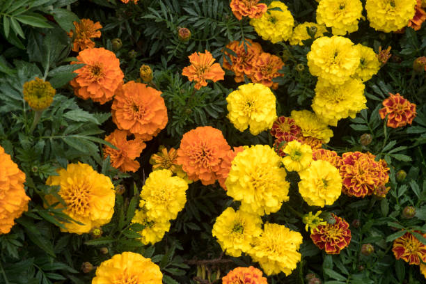 Merigold flowers is blooming in the park.