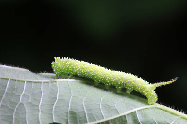 Caterpillar of Privet Hawk Moth (Sphinx ligustri), is a moth found in most of the Palearctic realm. Wildlife scene of nature in Europe.
