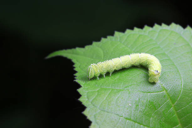 Lepidoptera larvae in the wild, North China