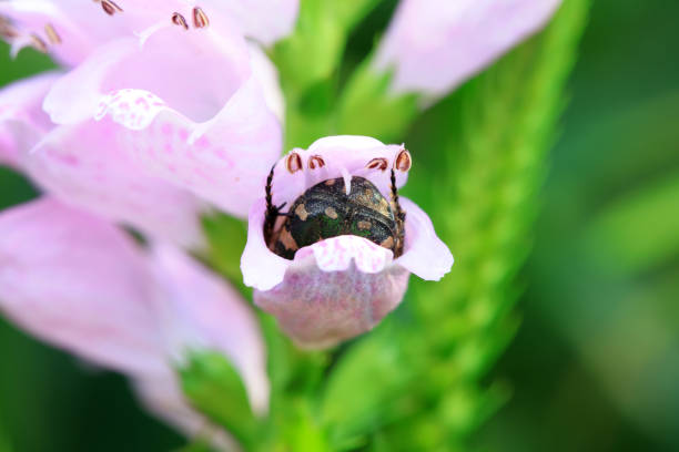 The Bee Beetle (Trichius fasciatus) is a striking member of the scarab beetle family (Scarabaeidae), often mistaken for a bumblebee due to its dense yellow-orange hairs and bold black bands on the elytra. This mimicry helps deter predators. It’s commonly found in Europe during summer, especially on thistles and other wildflowers where it feeds on pollen and nectar. The larvae typically develop in decaying wood, playing an important role in nutrient cycling. Despite their bumblebee disguise, bee beetles are harmless and contribute to pollination in their habitats.