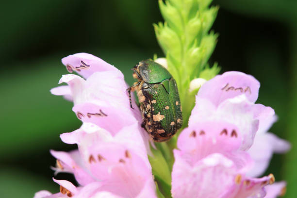 Coleoptera Chrysomelidae insects, North China